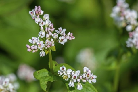 Common buckwheat (Fagopyrum esculentum) in flower in late spring, early summer, cultivated for its