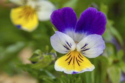 Wild pansy, Johnny Jump up, heartsease, heart's ease (Viola tricolor) close-up of colourful
