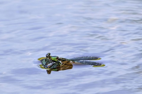 Beautiful demoiselle (Calopteryx virgo) male damselfly drowning in stream because surface tension