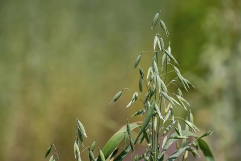 Common oat (Avena sativa), close-up of spikelets, cereal grain used for human consumption and as
