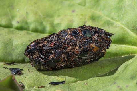 Close-up of shrike (Lanius spec.) pellet containing regurgitated undigested remains of insect legs