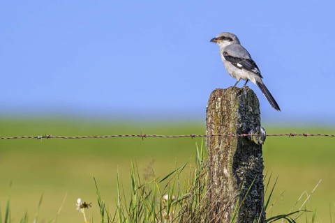 Great grey shrike (Lanius excubitor) juvenile perched on weathered wooden fence post with barbed