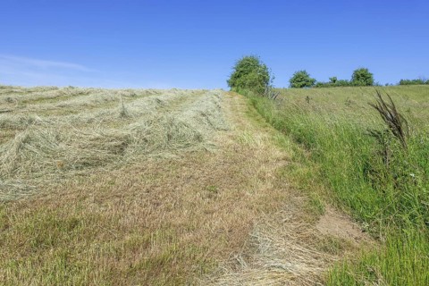 Partially dried mown grass in field, meadow, used as animal, livestock fodder drying before being