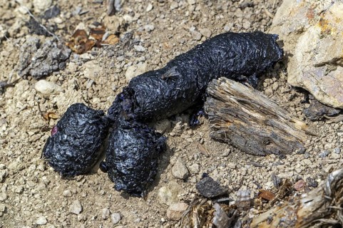 Close-up of black coloured droppings, faeces, poo from red fox (Vulpes vulpes) full of insects and