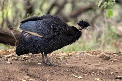 Ruffed guinea fowl (Guttera pucherani), adult, on the ground, grooming, Kruger, Kruger National