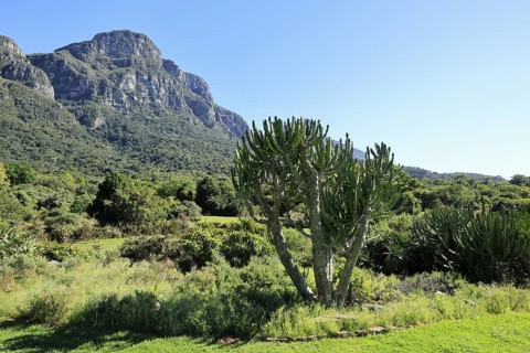 Kirstenbosch Botanical Garden, landscape, lush vegetation, in spring, Cape Town, South Africa