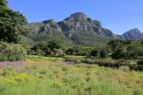 Kirstenbosch Botanical Garden, landscape, blooming, blossoms, flowers, in spring, Cape Town, South