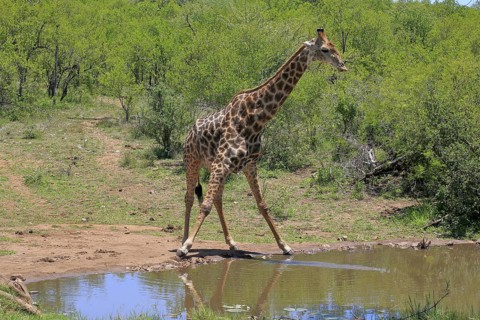 Cape giraffe (Giraffa camelopardalis giraffa), adult, water, Kruger, Kruger National Park, South