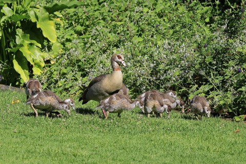 Egyptian goose (Alopochen aegyptiaca), adult, young, alert, in a meadow, chicks, foraging,