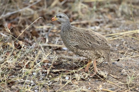 Natal Francolin (Pternistis natalensis), adult, foraging, on the ground, Kruger, Kruger National
