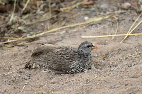 Natal Francolin (Pternistis natalensis), adult, on the ground, sand bath, plumage care, Kruger,