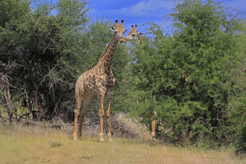 Cape giraffe, (Giraffa camelopardalis giraffa), adult, pair, Kruger, Kruger National Park, South