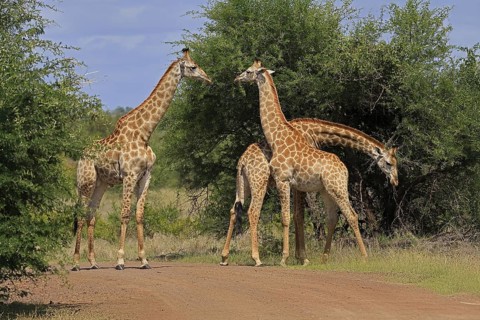 Cape giraffe, (Giraffa camelopardalis giraffa), adult, group, foraging, Kruger, Kruger National