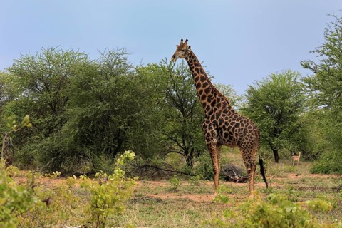 Cape giraffe, (Giraffa camelopardalis giraffa), adult, feeding, Kruger, Kruger National Park, South