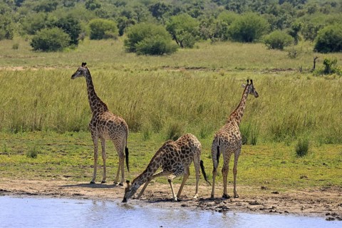 Cape giraffe (Giraffa camelopardalis giraffa), adult, three, water, drinking, Kruger, Kruger