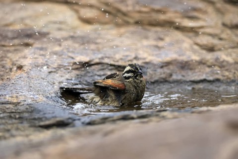 Cape Bunting (Emberiza capensis), adult, at the water, bathing, Mountain Zebra National Park,