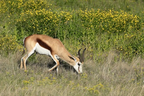 Cape springbok (Antidorcas marsupialis), adult, male, feeding, Mountain Zebra National Park,