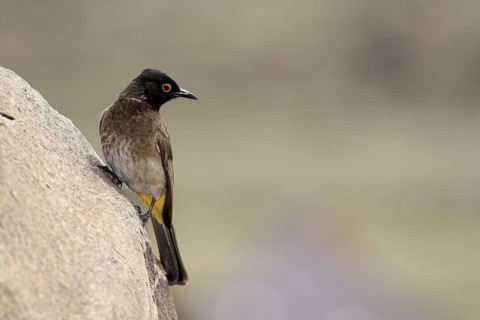 Masked Bulbul (Pycnonotus nigricans), adult, alert, on rocks, Mountain Zebra National Park, South