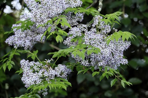 Cedrach tree (Melia azedarach), flower, in bloom, Kirstenbosch Botanical Gardens, Cape Town, South