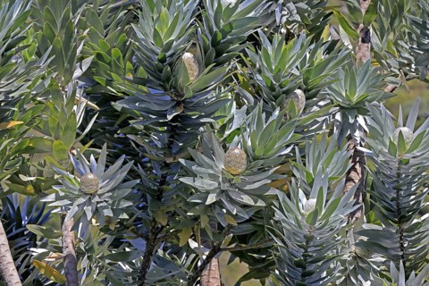 Silver tree (Leucadendron argenteum), flowering, flowers, Kirstenbosch Botanical Gardens, Cape