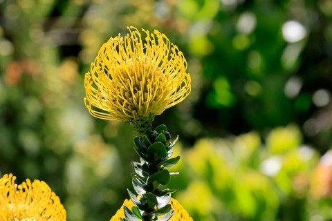 Pincushion protea (Leucospermum cordifolium), flower, in bloom, Kirstenbosch Botanical Gardens,
