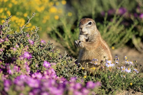 Cape bristle-thighed squirrel (Xerus inauris), adult, standing upright, feeding, flower meadow,