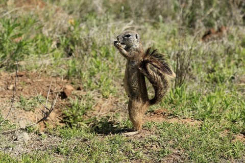Cape bristle-thighed squirrel (Xerus inauris), adult, alert, standing upright, feeding, Mountain