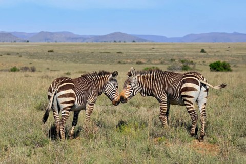 Cape Mountain Zebra (Equus zebra zebra), adult, two, social behaviour, Mountain Zebra National