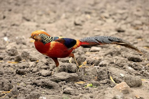 Golden Pheasant (Chrysolophus pictus), adult, male, captive, China