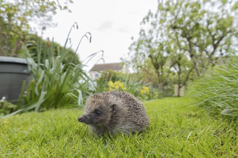 European hedgehog (Erinaceus europaeus) adult animal on an urban garden grass lawn with a house in