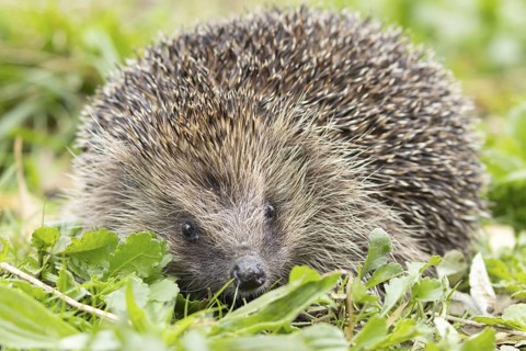 European hedgehog (Erinaceus europaeus) adult animal in an urban garden, England, United Kingdom