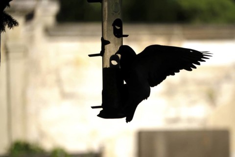 Pigeon at a feeding place, summer, Germany