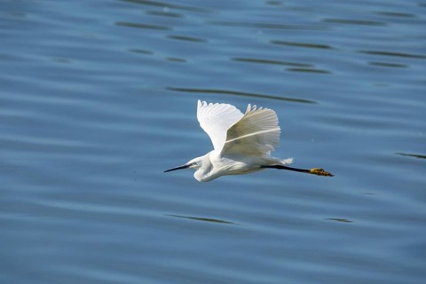 Little Egret (Egretta garzetta) Germany