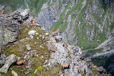 Alpine ibex (Capra ibex) group on exposed rocks at the summit of Mont Blana, Hérménence, Valais