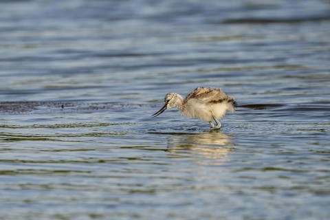Avocet (Recurvirostra avosetta), chick foraging in the water, Texel, province of North Holland,