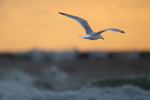Herring gull (Larus argentatus) in flight over the surf looking for starfish, evening mood, Hvide