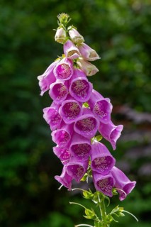 Common foxglove (Digitalis purpurea), Sieversen, Rosengarten, Lower Saxony, Germany
