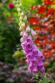 Common foxglove (Digitalis purpurea), bumblebee approaching, Sieversen, Rosengarten, Lower Saxony,