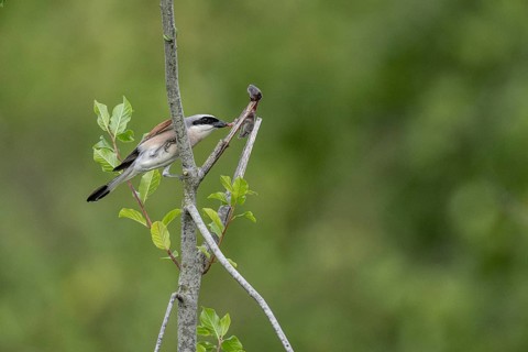 Red-backed shrike (Lanius collurio) with impaled mouse, Emsland, Lower Saxony, Germany