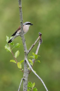 Red-backed shrike (Lanius collurio) with impaled mouse, Emsland, Lower Saxony, Germany