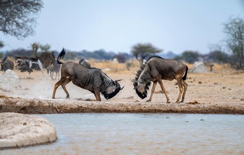 Blue wildebeest (Connochaetes taurinus), two males fighting at a waterhole, Nxai Pan National Park,