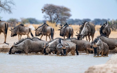 Blue wildebeest (Connochaetes taurinus), group drinking at a waterhole, Nxai Pan National Park,