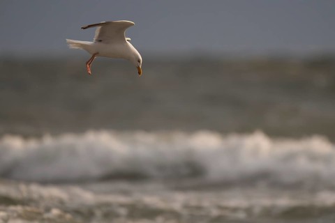 Herring gull (Larus argentatus) in flight over the surf looking for starfish, evening light, Hvide