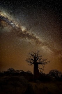 Silhouette of a baobab tree with starry sky and Milky Way, African baobab (Adansonia digitata),