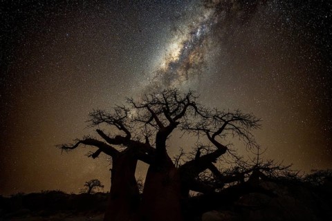 Silhouette of a baobab tree with starry sky and Milky Way, African baobab (Adansonia digitata),