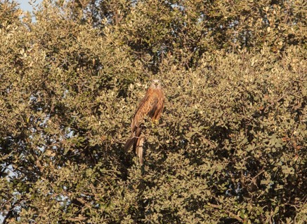 Red kite (Milvus milvus), Extremadura, Castilla La Mancha, Spain