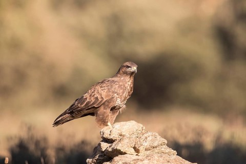 Common buzzard (Buteo buteo), Extremadura, Castilla La Mancha, Spain