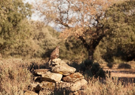 Common buzzard (Buteo buteo), Extremadura, Castilla La Mancha, Spain