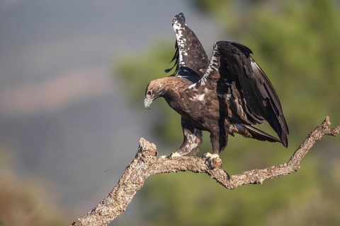 Iberian Eagle (Aquila adalberti), Spanish imperial eagle, Extremadura, Castilla La Mancha, Spain