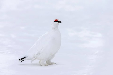 Rock ptarmigan (Lagopus muta hyperborea) male with red eyebrows showing white winter camouflage
